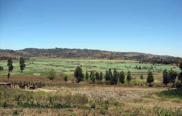 garlic fields