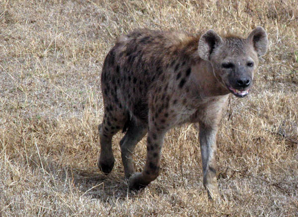 hyena