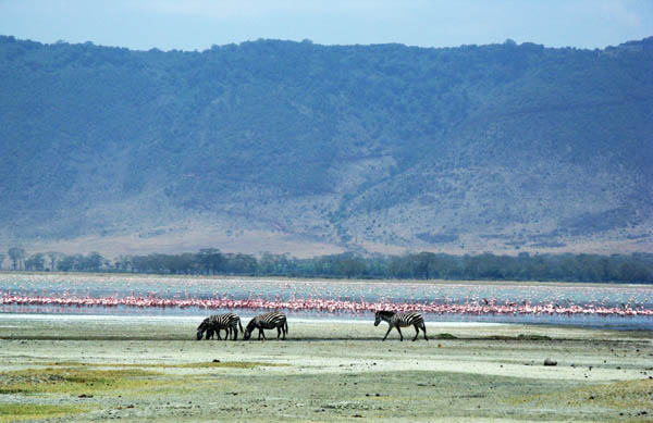 zebra and flamingo