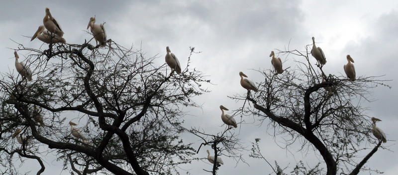 pelicans in tree