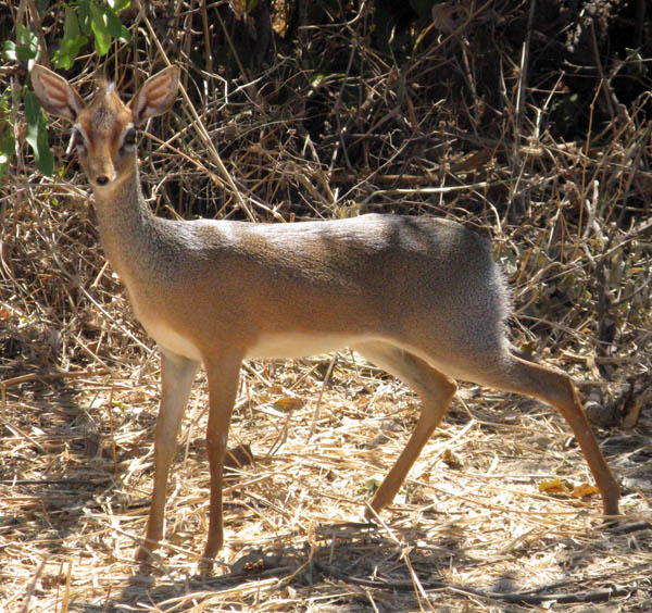 Dik dik