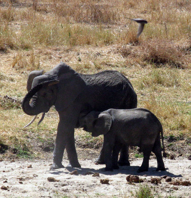 elephant pair