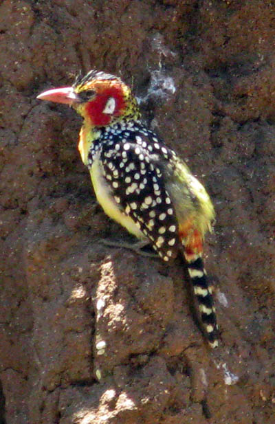 Barbet