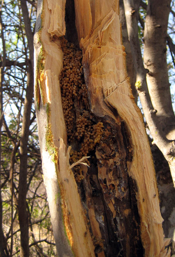 tree honey