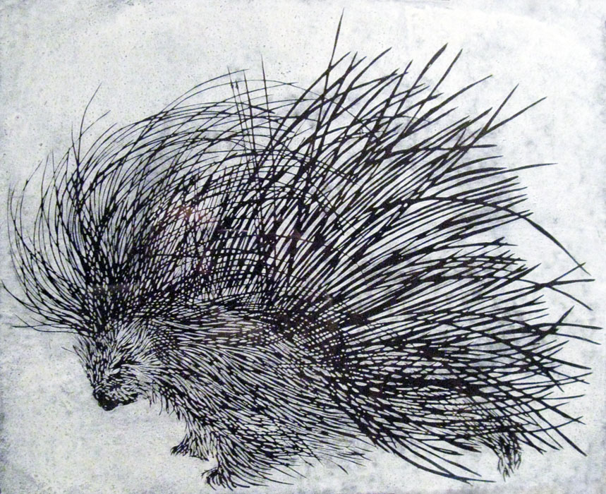 porcupine lithograph