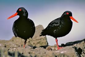 Black oyster catchers